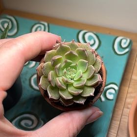 Photo of the plant species Echeveria Parva by @EclecticCactus named Sigmund on Greg, the plant care app