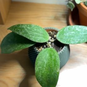 Photo of the plant species Hoya Rangsan by @EclecticCactus named Mollie on Greg, the plant care app