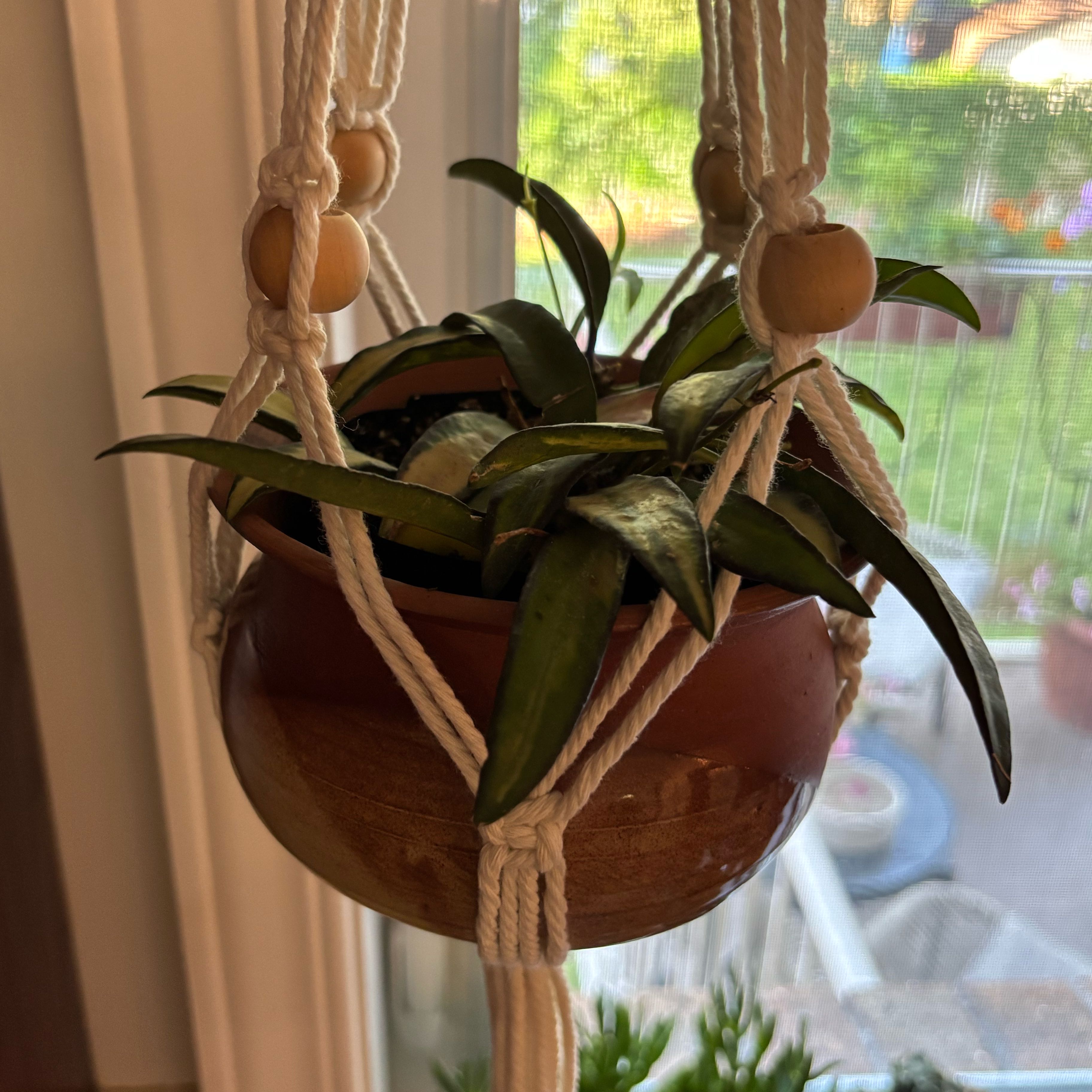 Photo of the plant species variegated hoya wayetii by @EclecticCactus named Demi on Greg, the plant care app