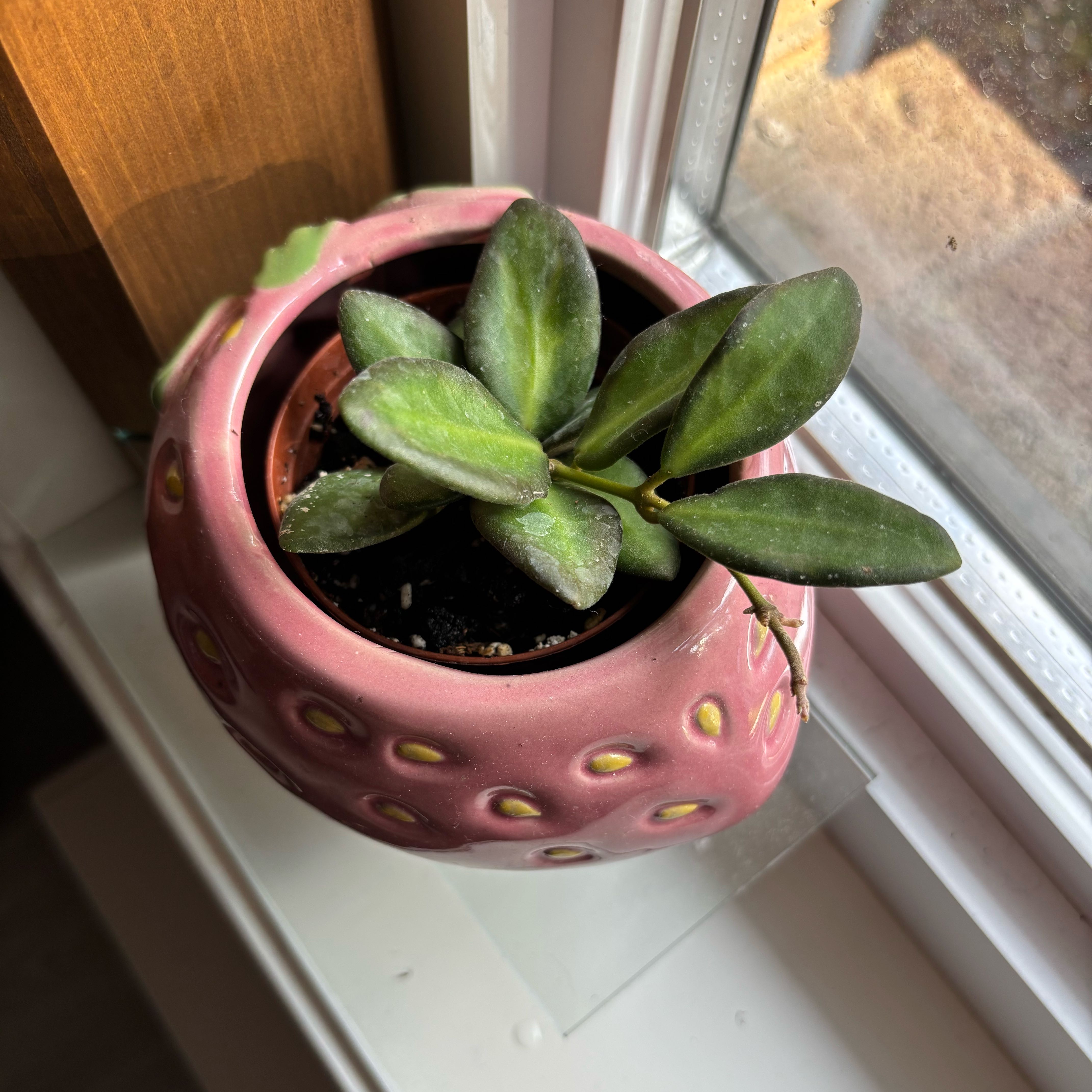 Photo of the plant species Hoya 'Burtoniae' by @EclecticCactus named Harper on Greg, the plant care app