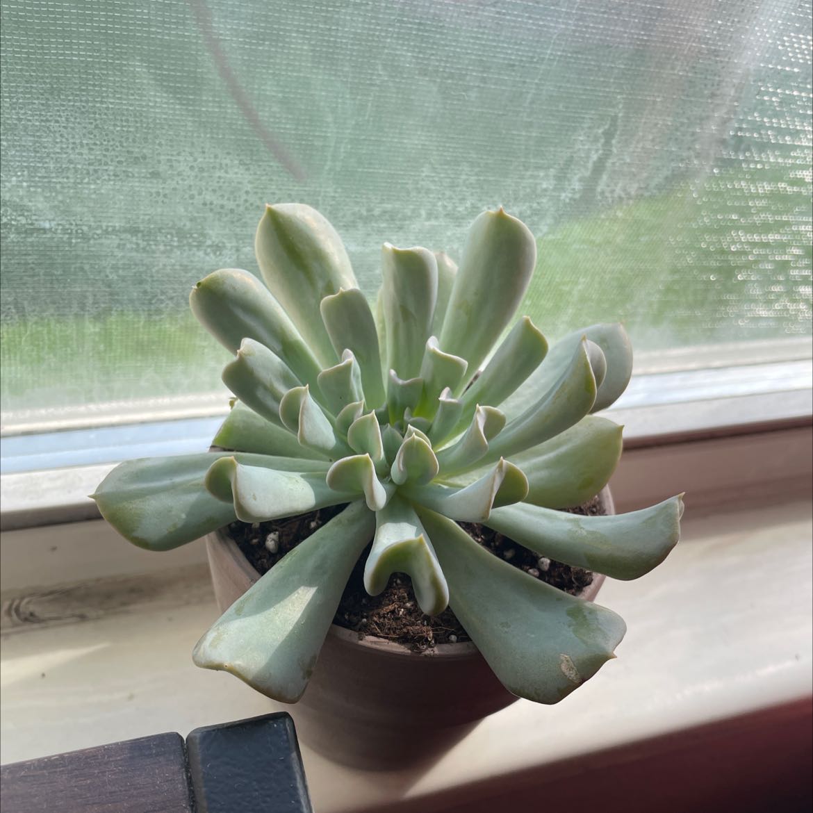 Photo of the plant species Echeveria Runyonii by @faith.whaa named Elise on Greg, the plant care app