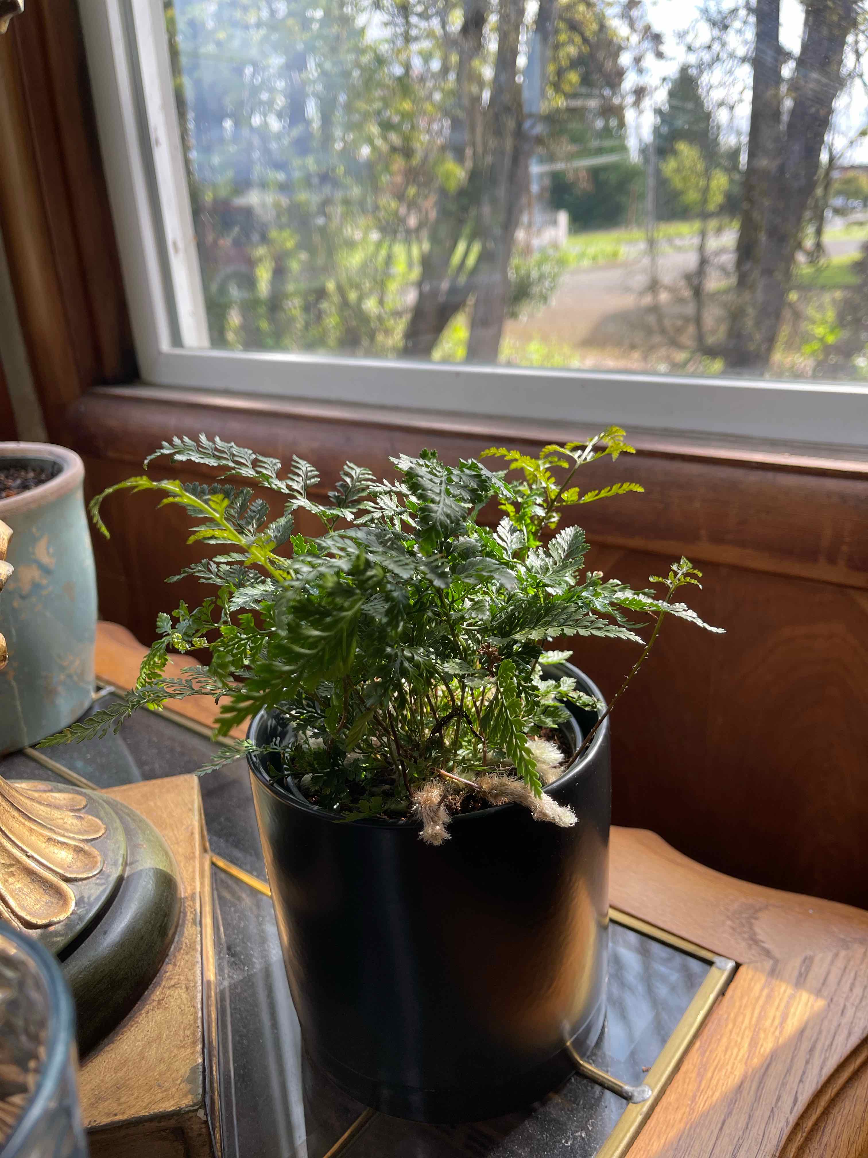 Plant care for Rabbit Foot Fern on Greg, the plant care app