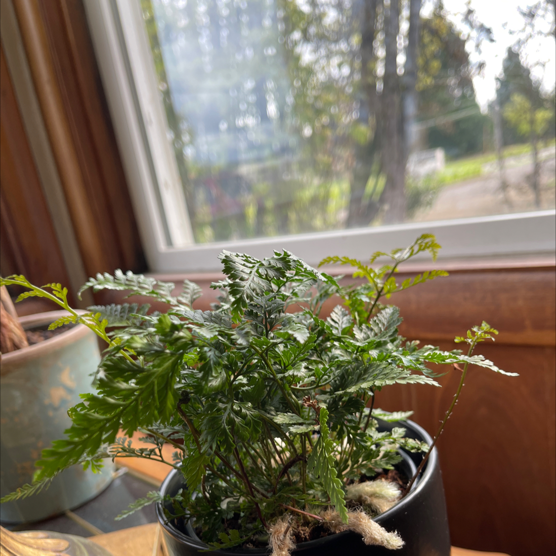 Davallia Fern in a black pot near a window, appearing healthy with vibrant green leaves.