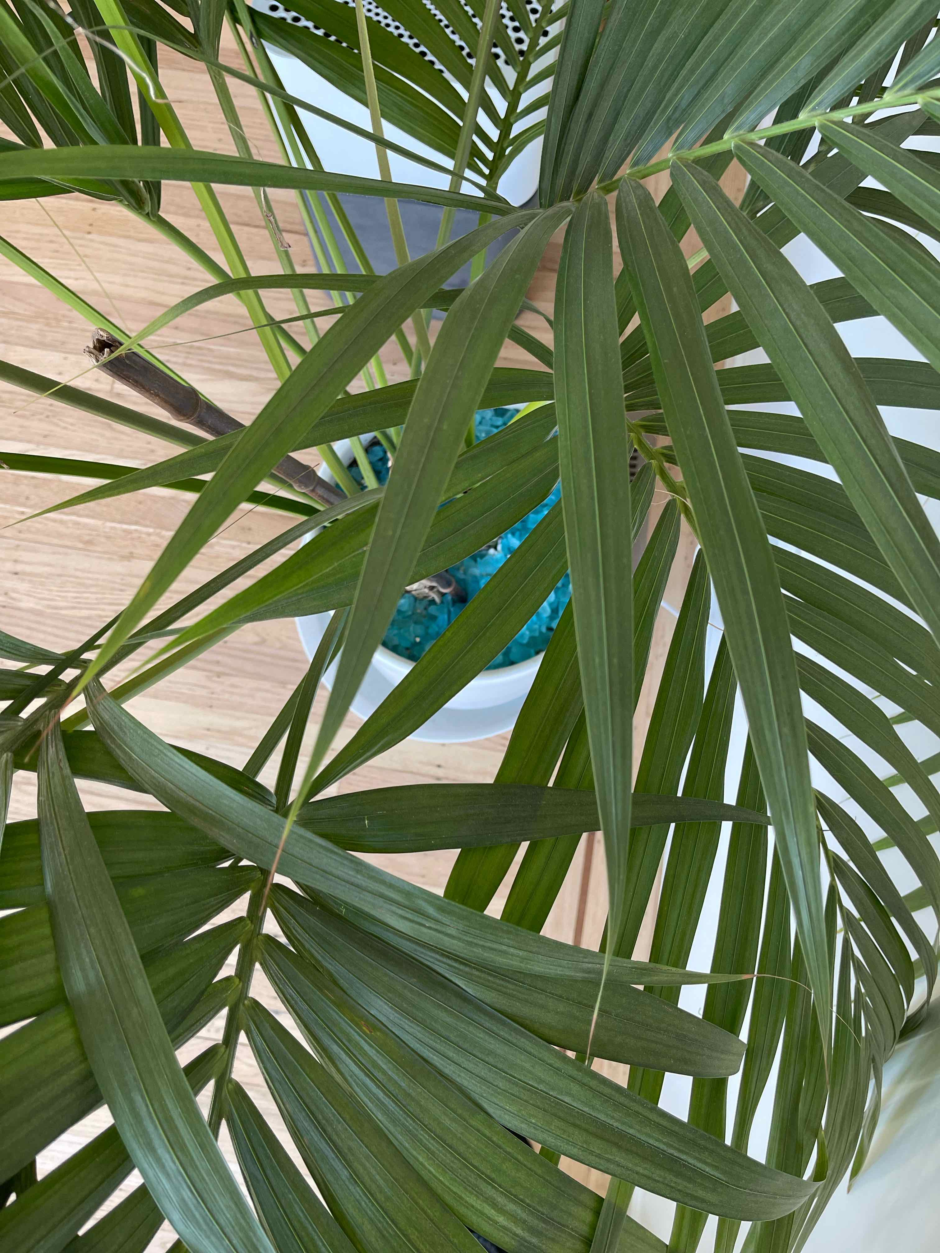 Kentia Palm plant photo by @chw named Kent on Greg, the plant care app.