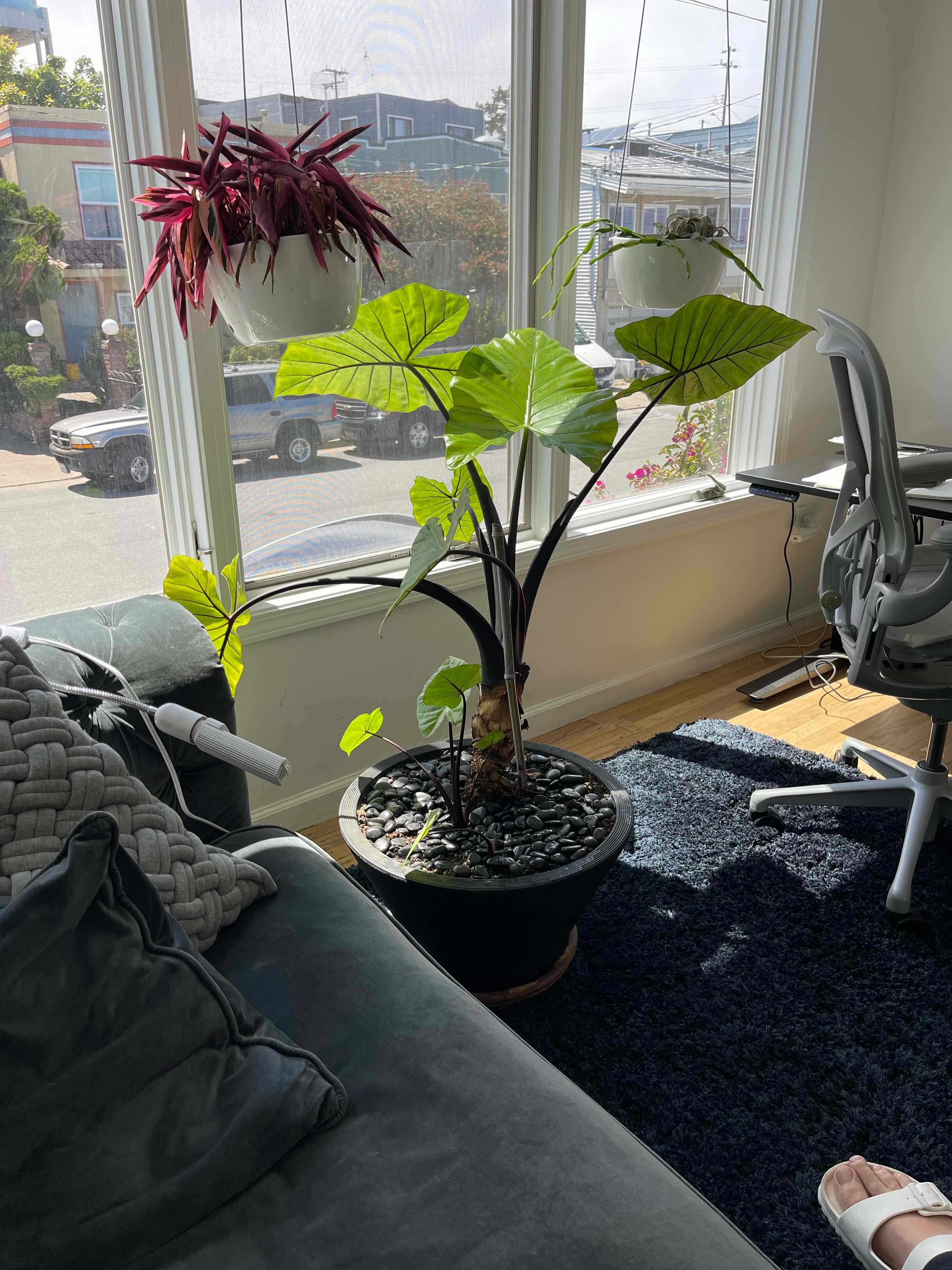 Indoor Arrowleaf Elephant Ear plant near a window with large green leaves.