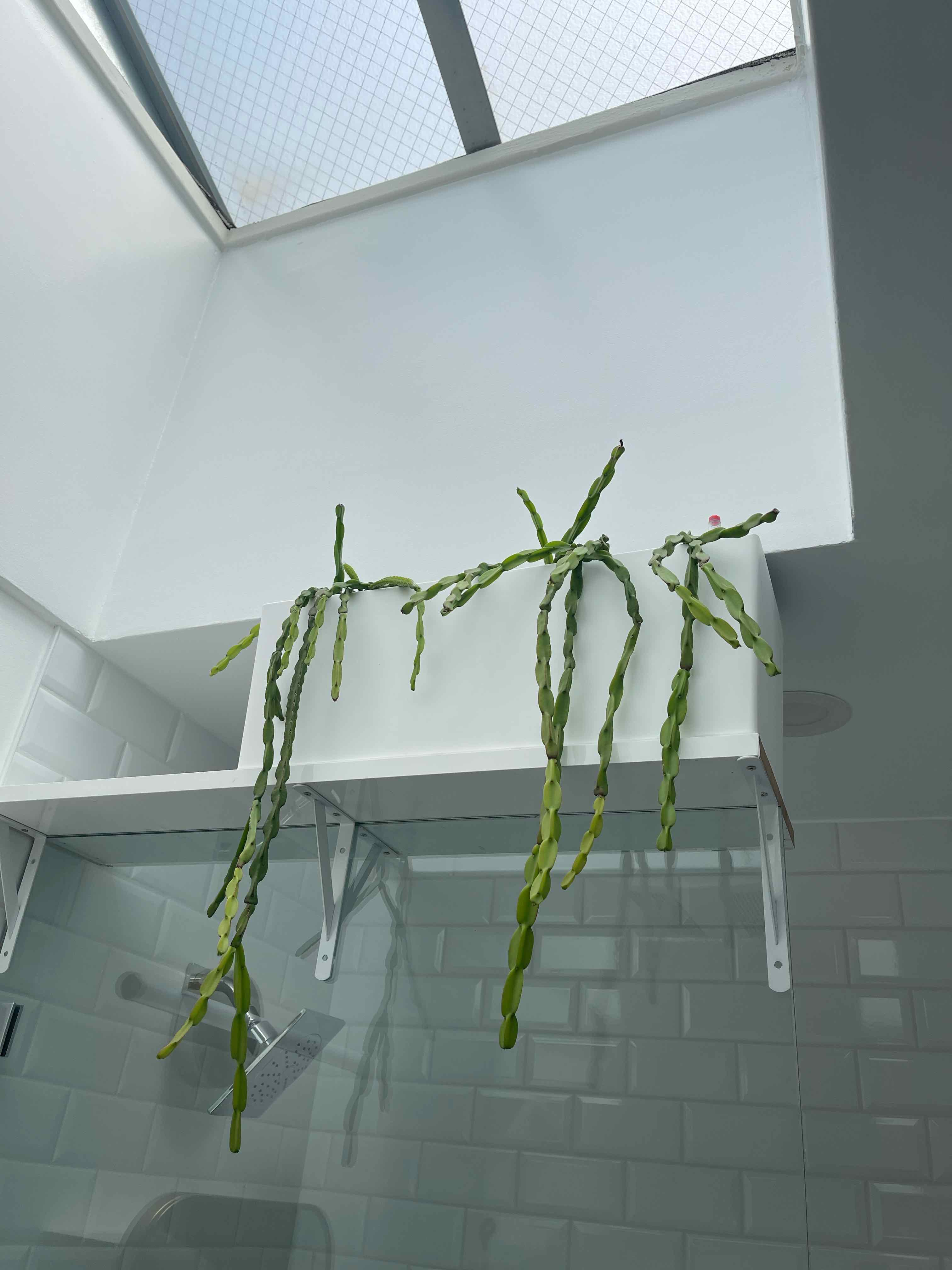 Rhipsalis paradoxa plant on a shelf in a well-lit indoor setting.