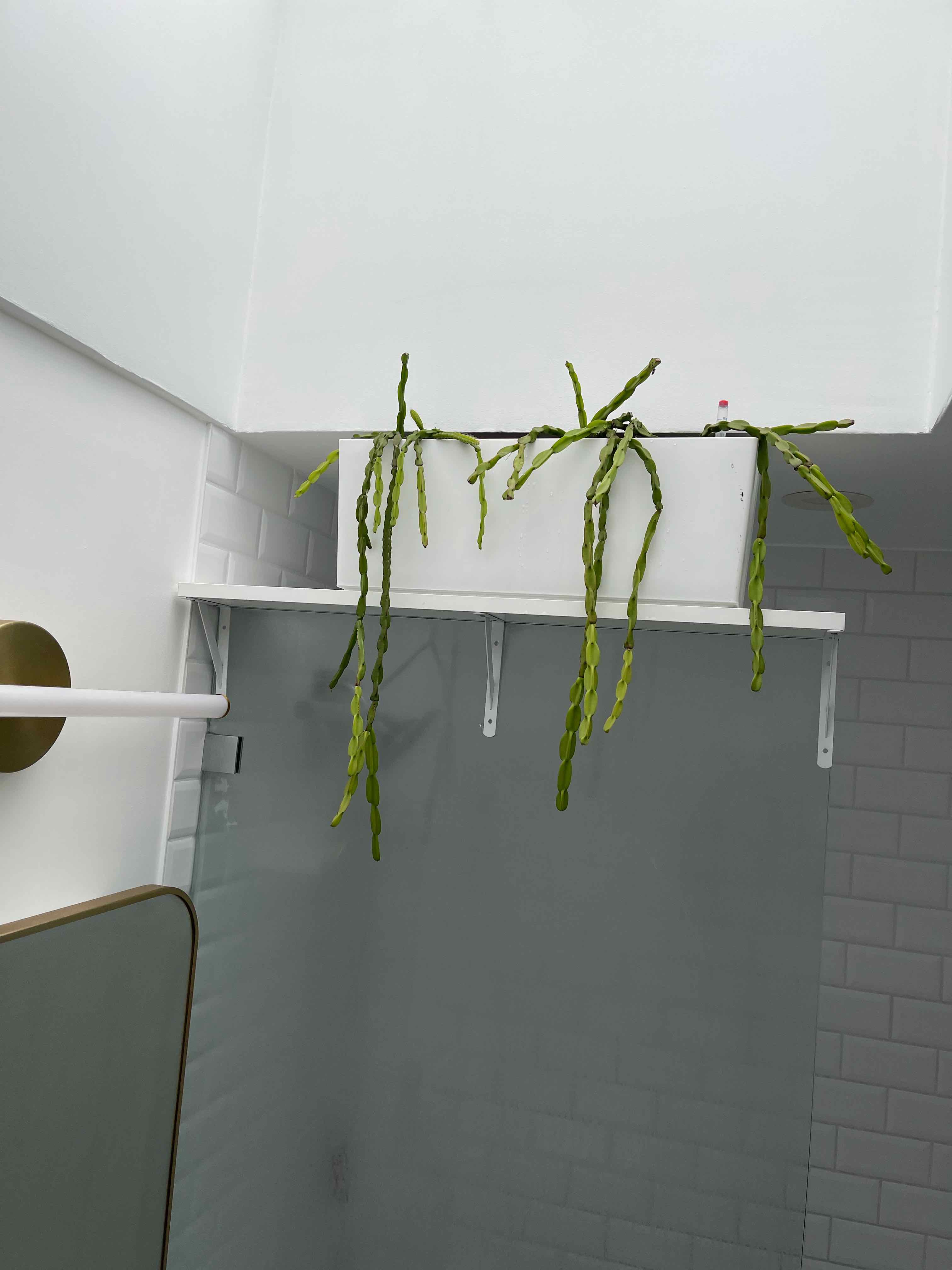 Rhipsalis paradoxa plant in a white container on a shelf with long, green stems hanging down.