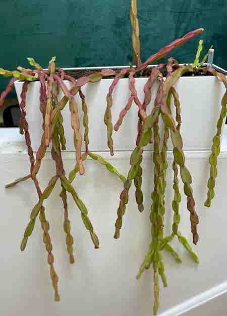 Photo of the plant species Rhipsalis paradoxa by @chw named Sideshow Bob on Greg, the plant care app
