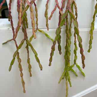 Rhipsalis paradoxa plant in San Francisco, California