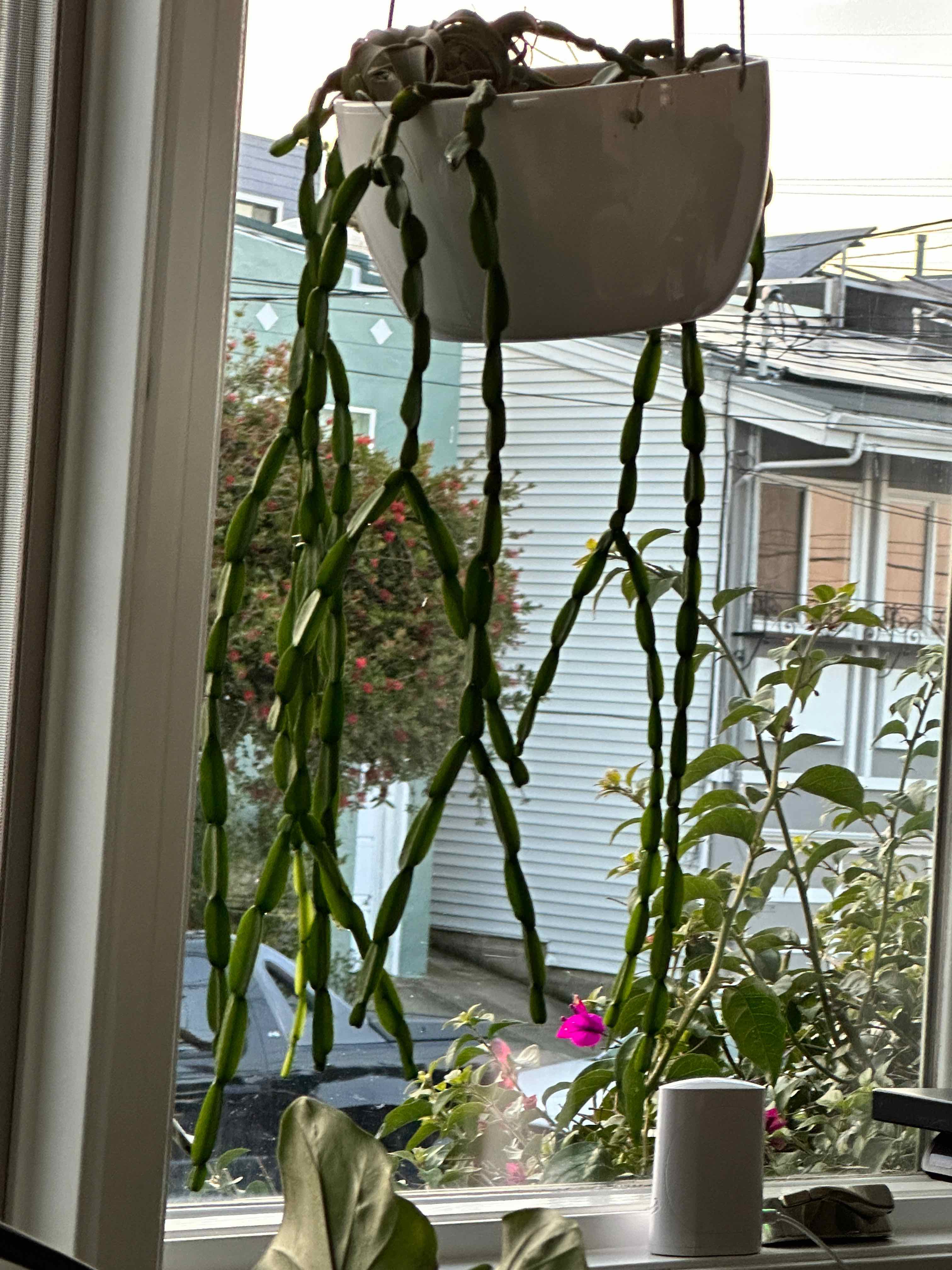 Hanging Rhipsalis paradoxa plant with long, segmented stems in front of a window.
