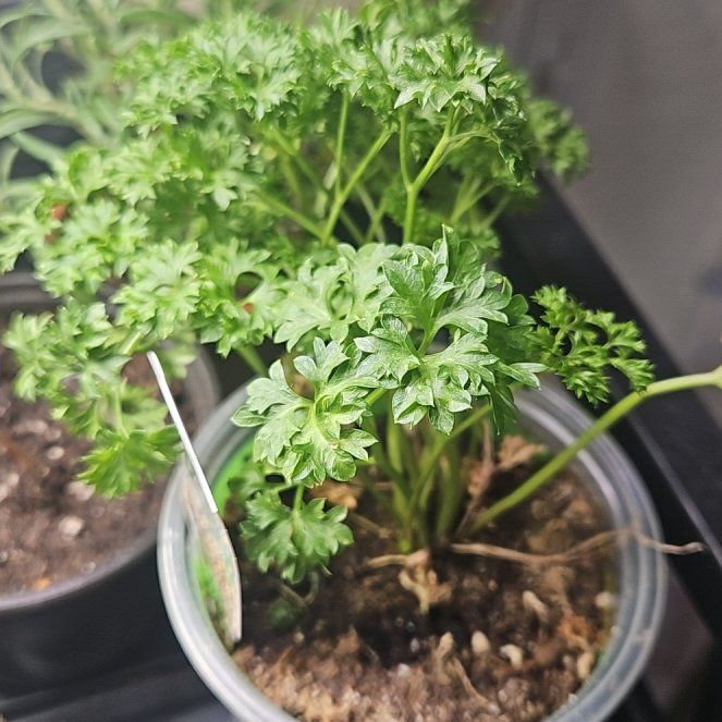 Photo of the plant species Curly Parsley by @Dominowenz11 named Parry on Greg, the plant care app