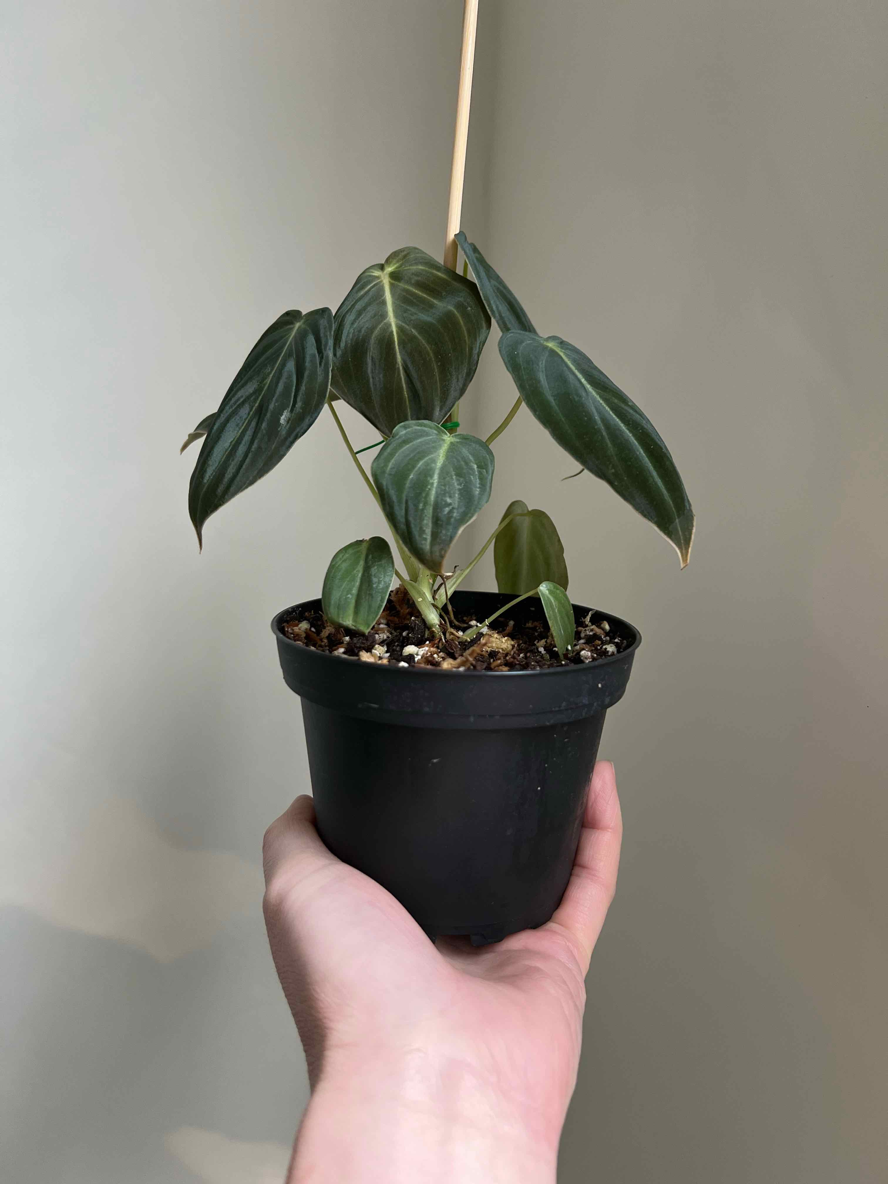 Black Gold Philodendron plant in a black pot held by a hand, with visible soil.