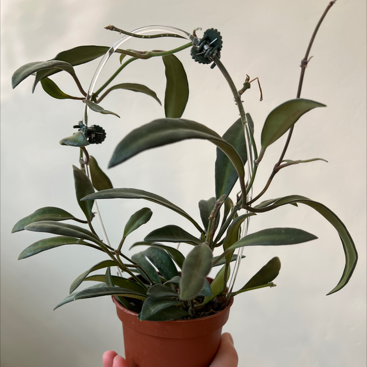 Photo of the plant species Waxvine by @Lilrunwaymdl named Hoya Anncajanoae on Greg, the plant care app