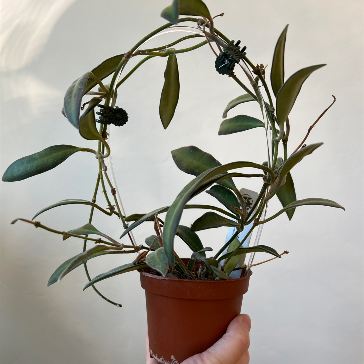 Photo of the plant species Waxvine by @Lilrunwaymdl named Hoya Anncajanoae on Greg, the plant care app