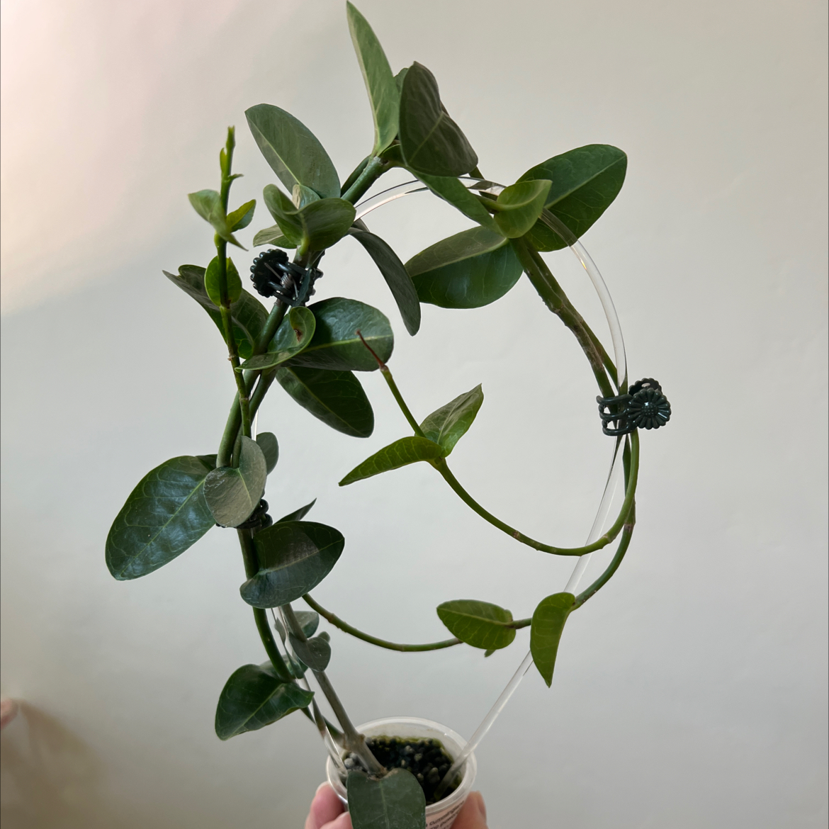 Photo of the plant species Hoya cummingiana sp. Bruno Purworejo by @Lilrunwaymdl named Hoya Cummingiana sp. Bruno Purworejo on Greg, the plant care app