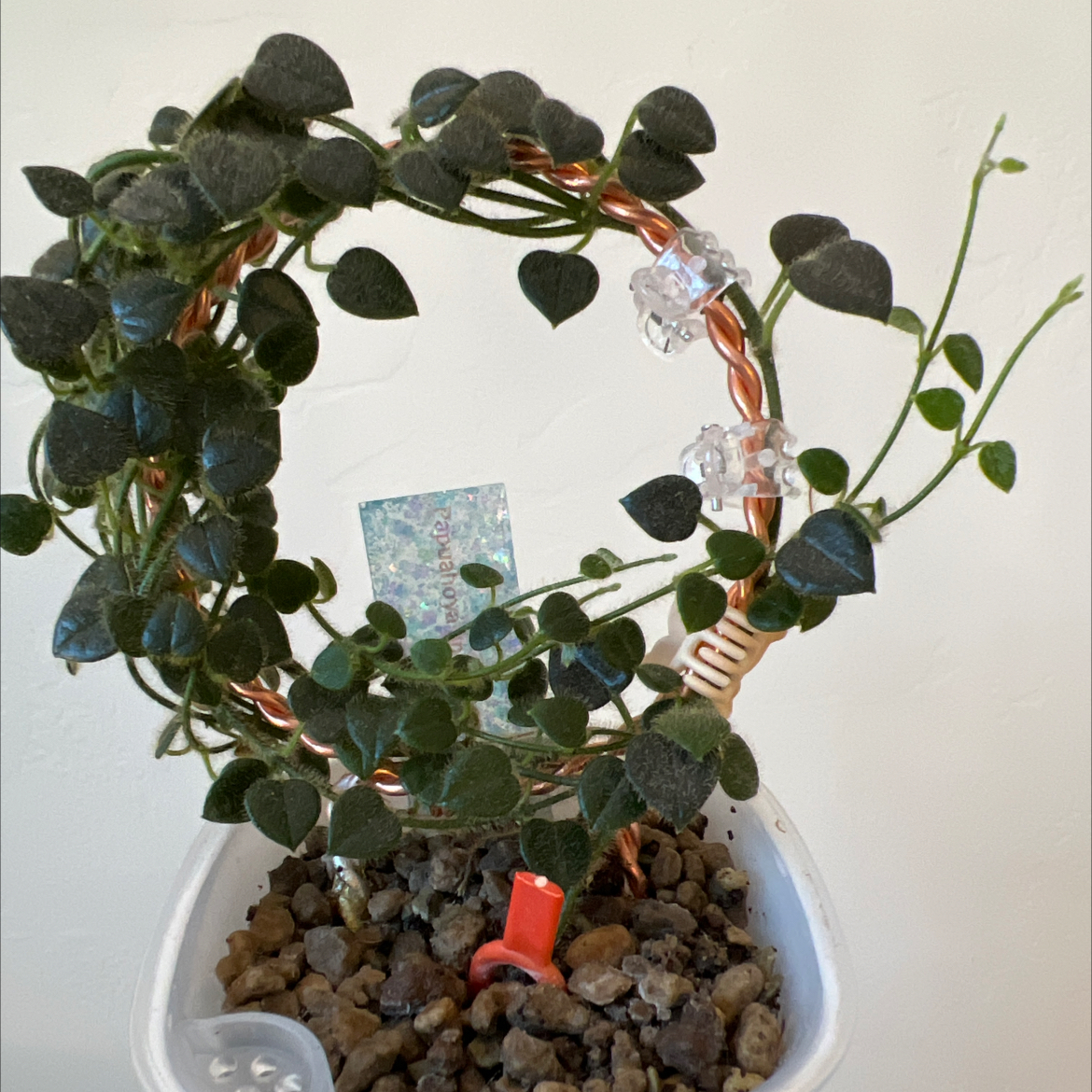 Photo of the plant species Hoya papuana by @Lilrunwaymdl named Hoya Oreosparte sp (fka Papua sp. 01) on Greg, the plant care app