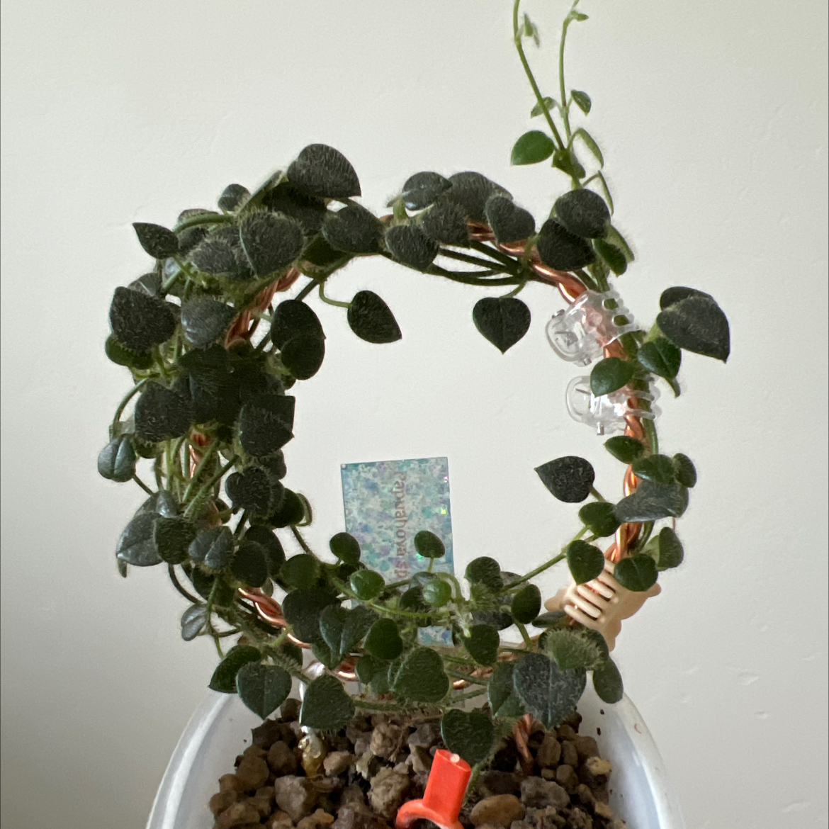 Photo of the plant species Hoya papuana by @Lilrunwaymdl named Hoya Oreosparte sp (fka Papua sp. 01) on Greg, the plant care app
