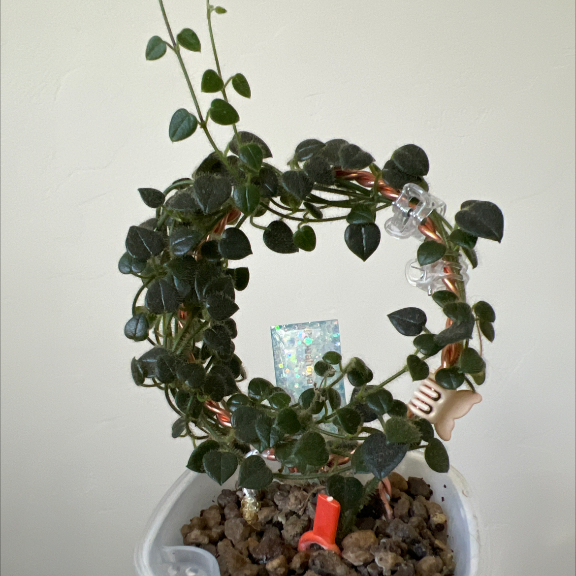 Photo of the plant species Hoya papuana by @Lilrunwaymdl named Hoya Oreosparte sp (fka Papua sp. 01) on Greg, the plant care app