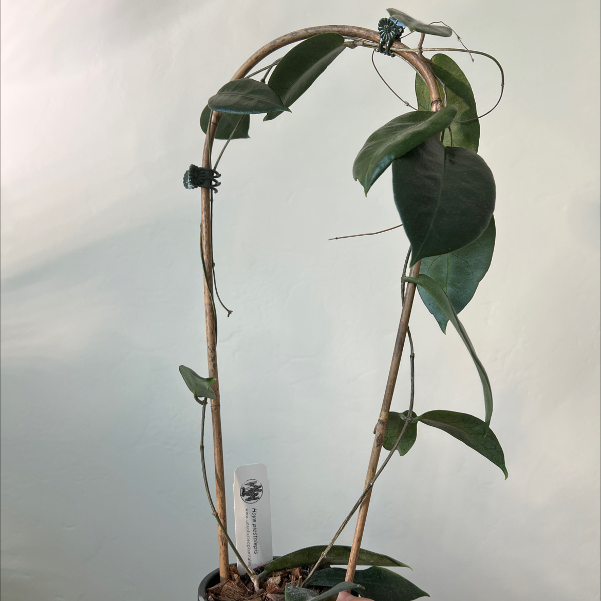 Photo of the plant species Hoya piestolepis by @Lilrunwaymdl named Hoya Piestolepis on Greg, the plant care app