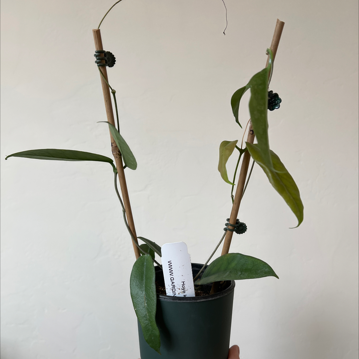 Photo of the plant species Hoya kenejiana albo marginata by @Lilrunwaymdl named Hoya Kenejiana on Greg, the plant care app