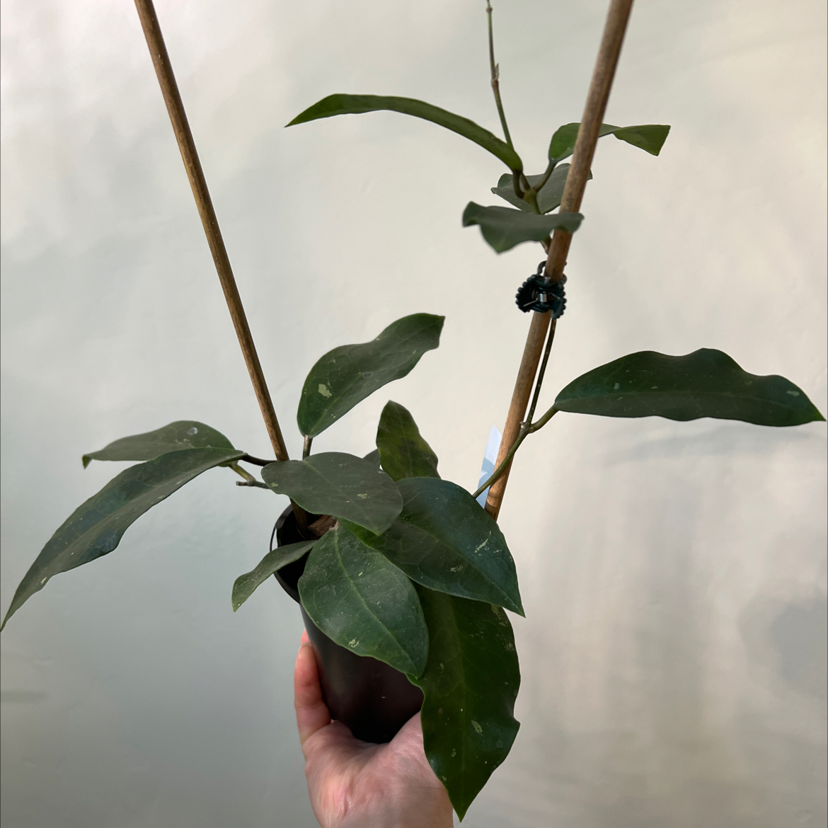 Photo of the plant species Hoya Patricia by @Lilrunwaymdl named Hoya Patricia on Greg, the plant care app