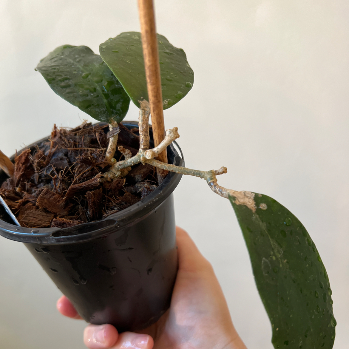 Photo of the plant species Hoya Patricia by @Lilrunwaymdl named Hoya Patricia on Greg, the plant care app