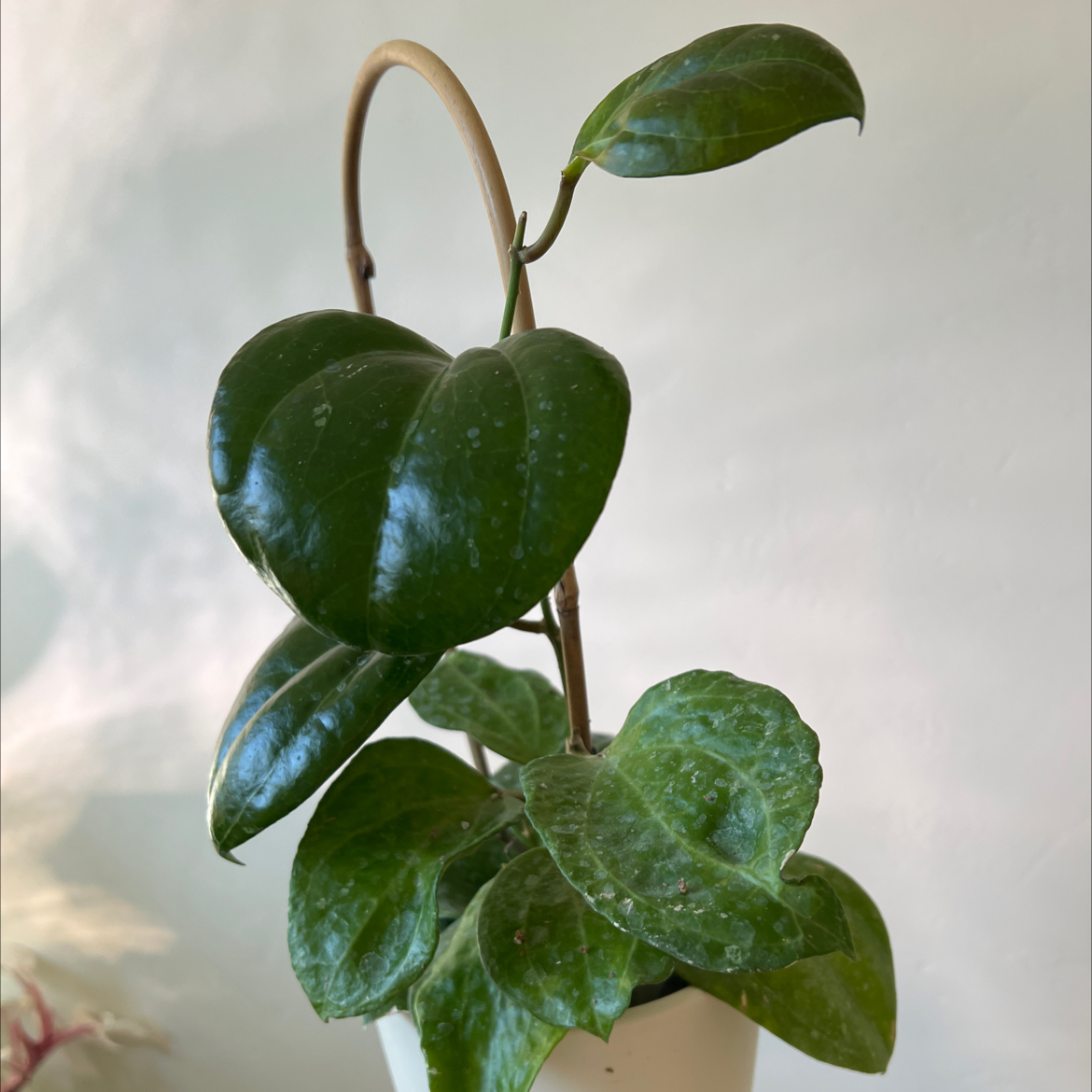 Photo of the plant species Hoya Sulawesi by @Lilrunwaymdl named Hoya Sulawesi GPS 8867 on Greg, the plant care app