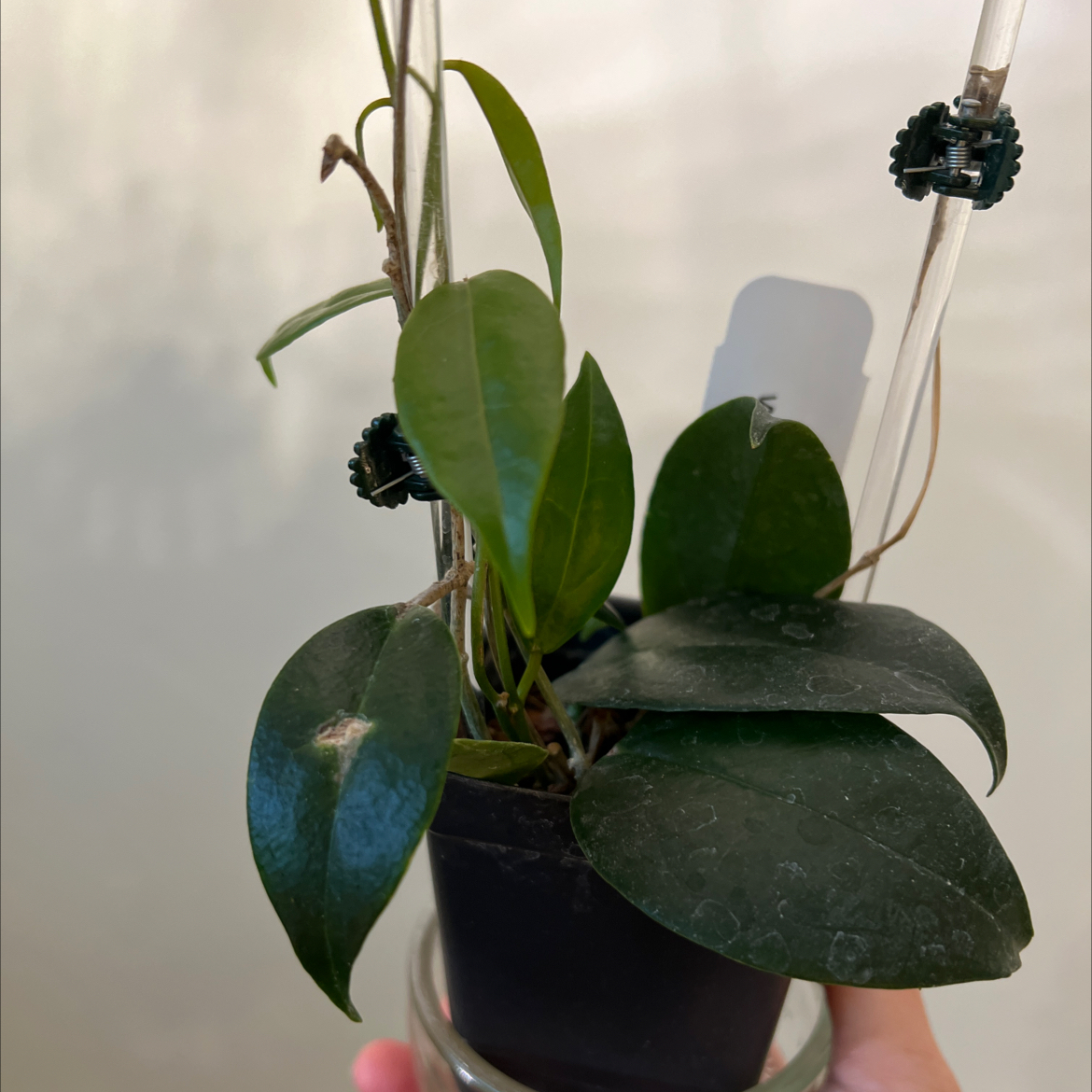 Photo of the plant species Hoya leucorhoda by @Lilrunwaymdl named Hoya leucorhoda on Greg, the plant care app