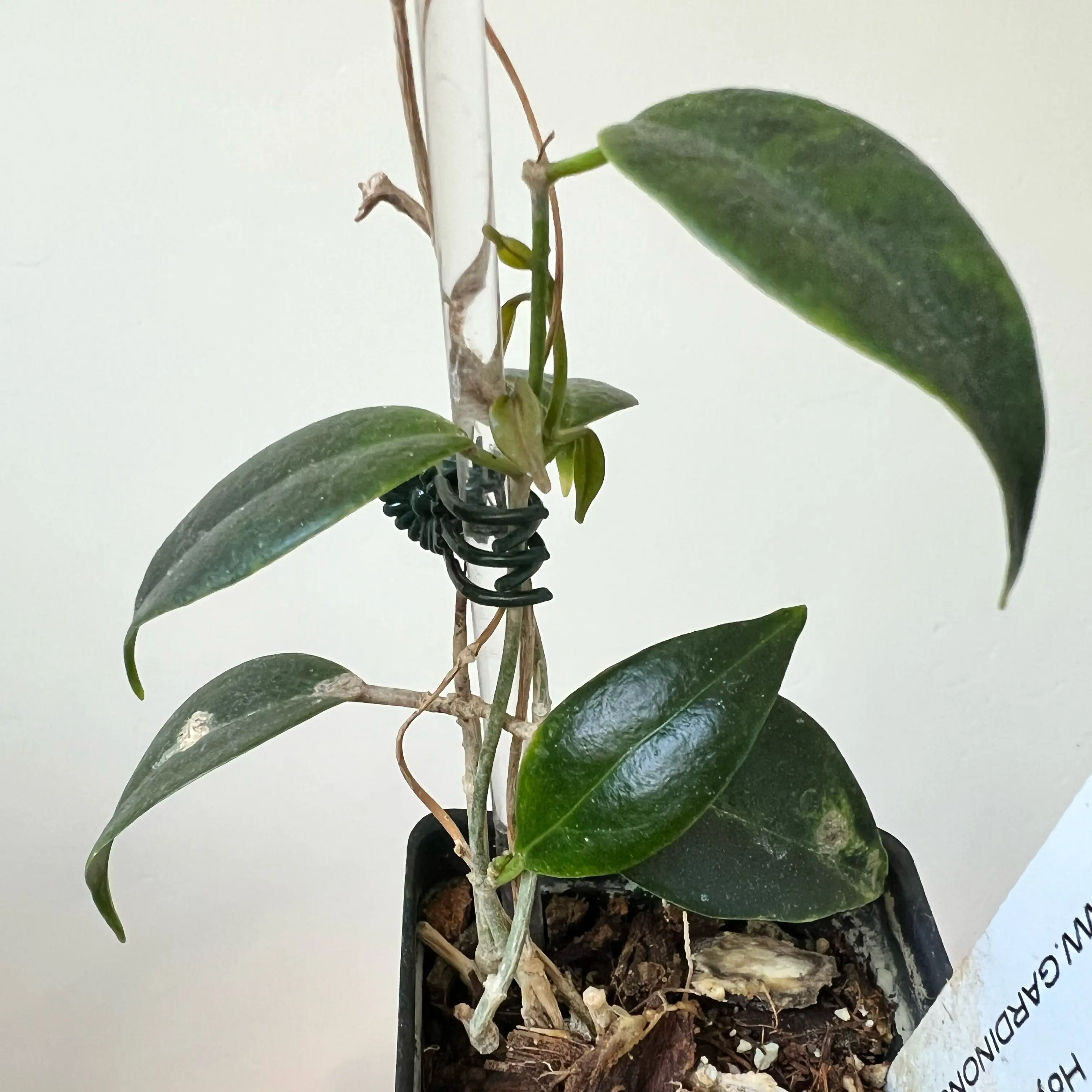 Photo of the plant species Hoya leucorhoda by @Lilrunwaymdl named Hoya leucorhoda on Greg, the plant care app