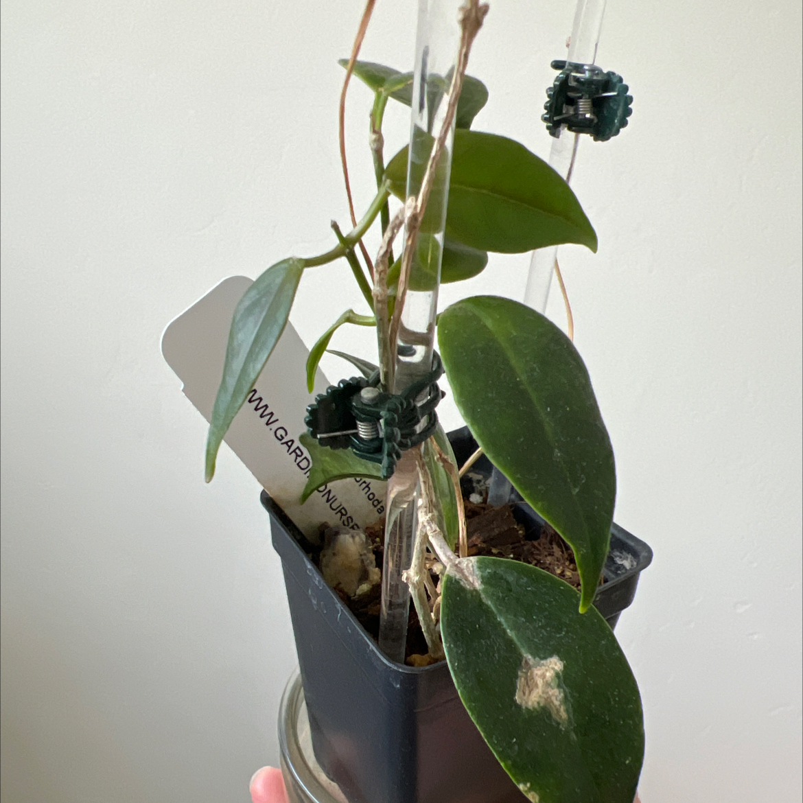 Photo of the plant species Hoya leucorhoda by @Lilrunwaymdl named Hoya leucorhoda on Greg, the plant care app