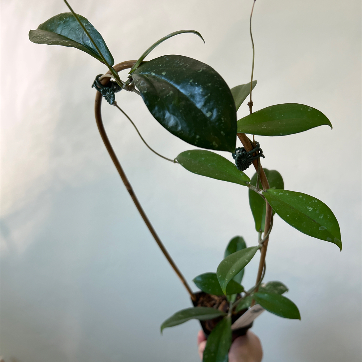 Photo of the plant species Hoya erythrina by @Lilrunwaymdl named Hoya erythrina (splash) on Greg, the plant care app