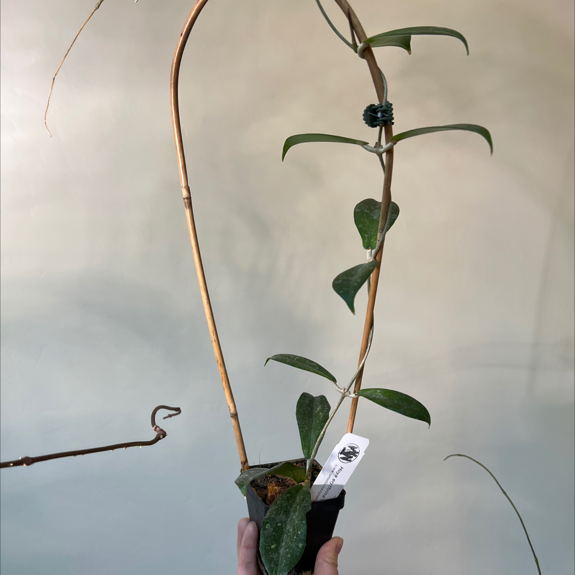 Photo of the plant species Hoya erythrina by @Lilrunwaymdl named Hoya erythrina (splash) on Greg, the plant care app