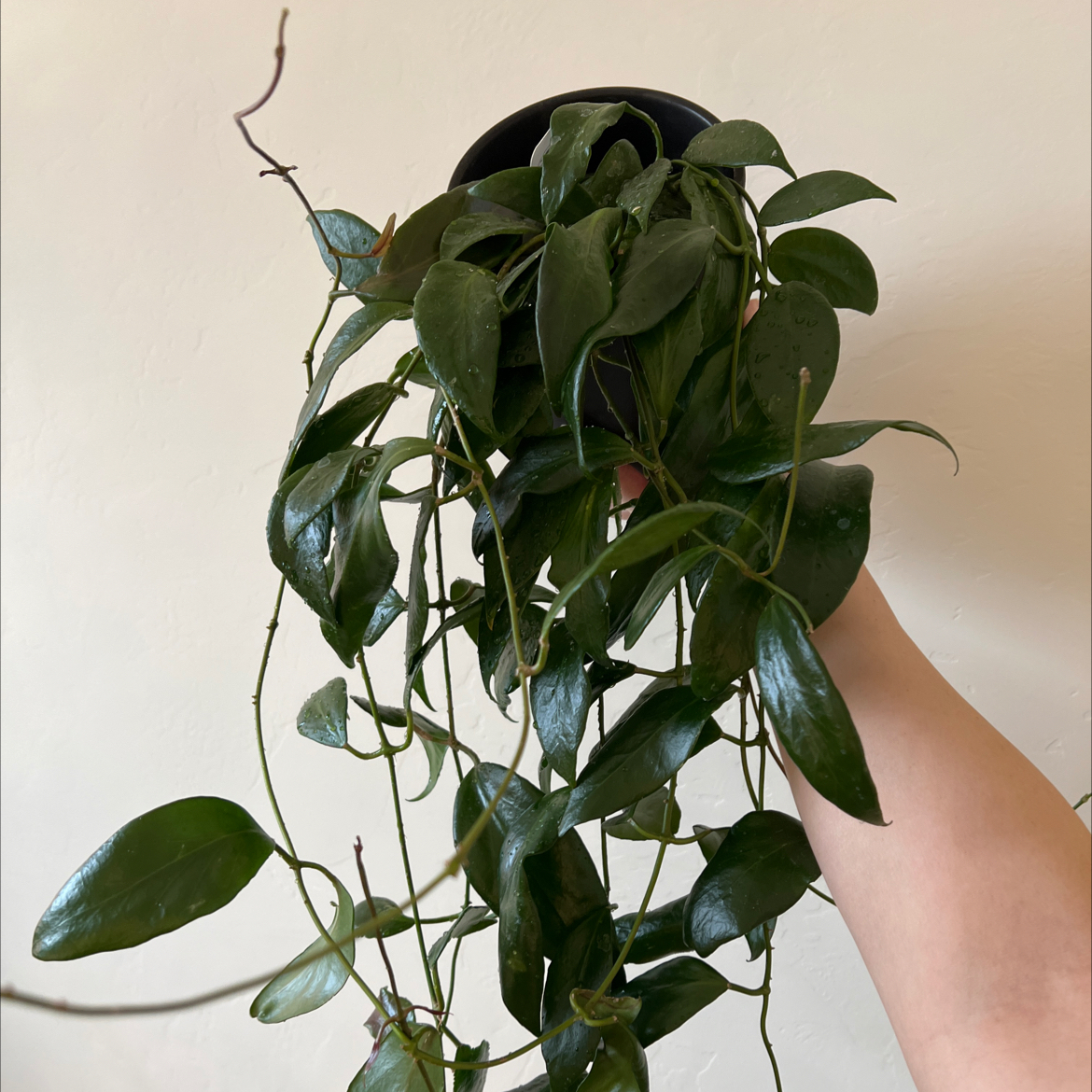 Photo of the plant species Hoya flavida by @Lilrunwaymdl named Hoya Flavida on Greg, the plant care app