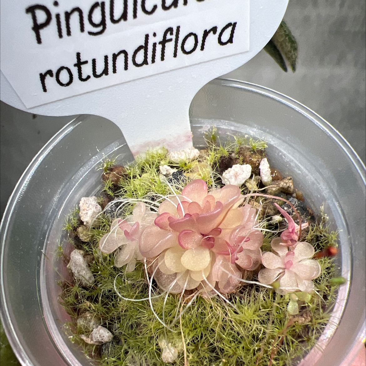 Photo of the plant species Fat-Leaved Butterwort by @Lilrunwaymdl named Pinguicula rotundiflora on Greg, the plant care app