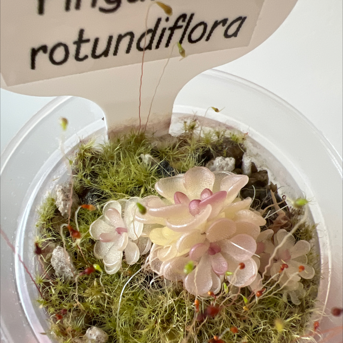 Photo of the plant species Fat-Leaved Butterwort by @Lilrunwaymdl named Pinguicula rotundiflora on Greg, the plant care app
