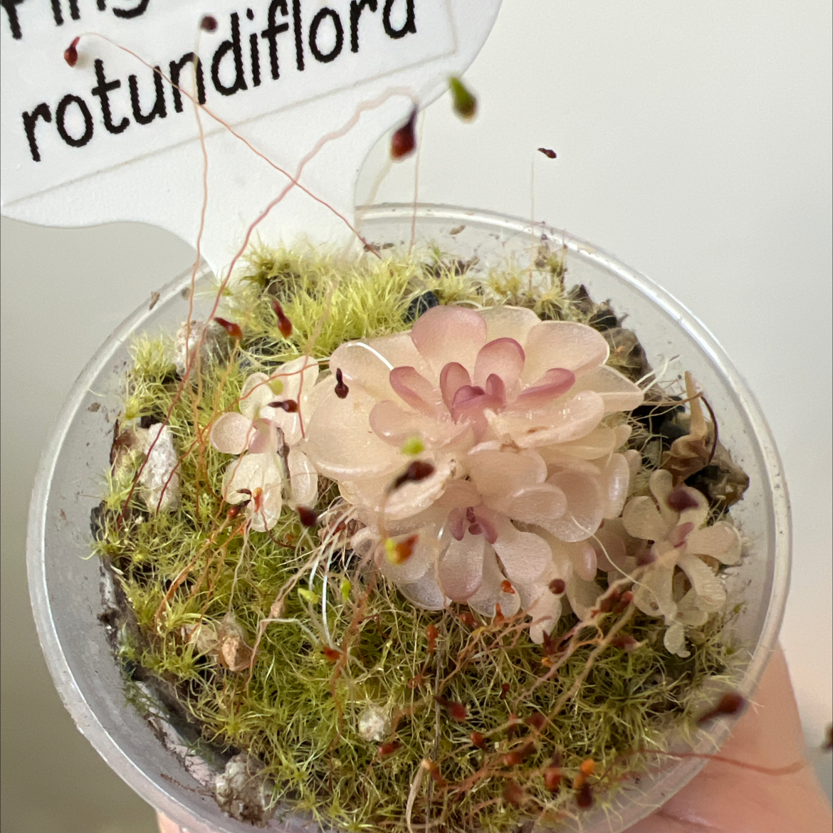 Photo of the plant species Fat-Leaved Butterwort by @Lilrunwaymdl named Pinguicula rotundiflora on Greg, the plant care app