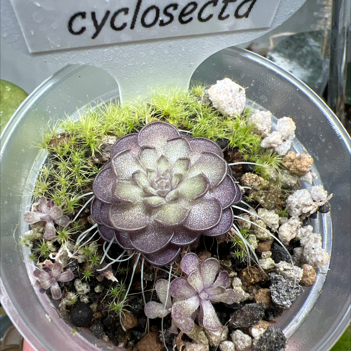 Photo of the plant species Pinguicula cyclosecta by @Lilrunwaymdl named Pinguicula cyclosecta on Greg, the plant care app