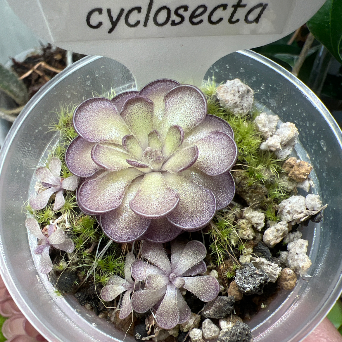 Photo of the plant species Pinguicula cyclosecta by @Lilrunwaymdl named Pinguicula cyclosecta on Greg, the plant care app