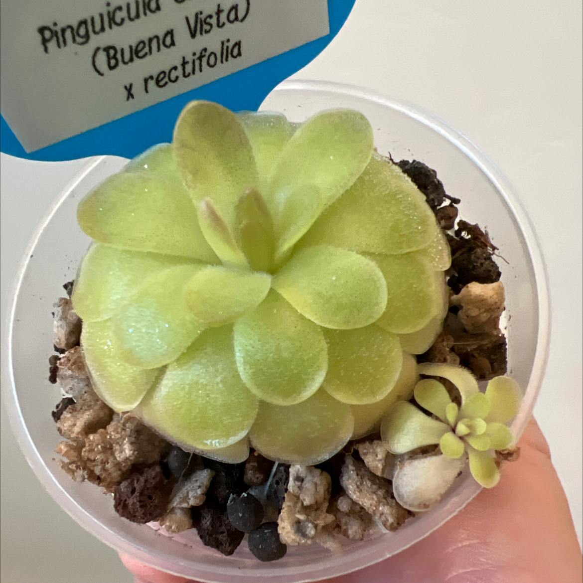 Photo of the plant species Ping by @Lilrunwaymdl named P. SC-21 ehlersiae (Buena Vista) x rectifolia on Greg, the plant care app