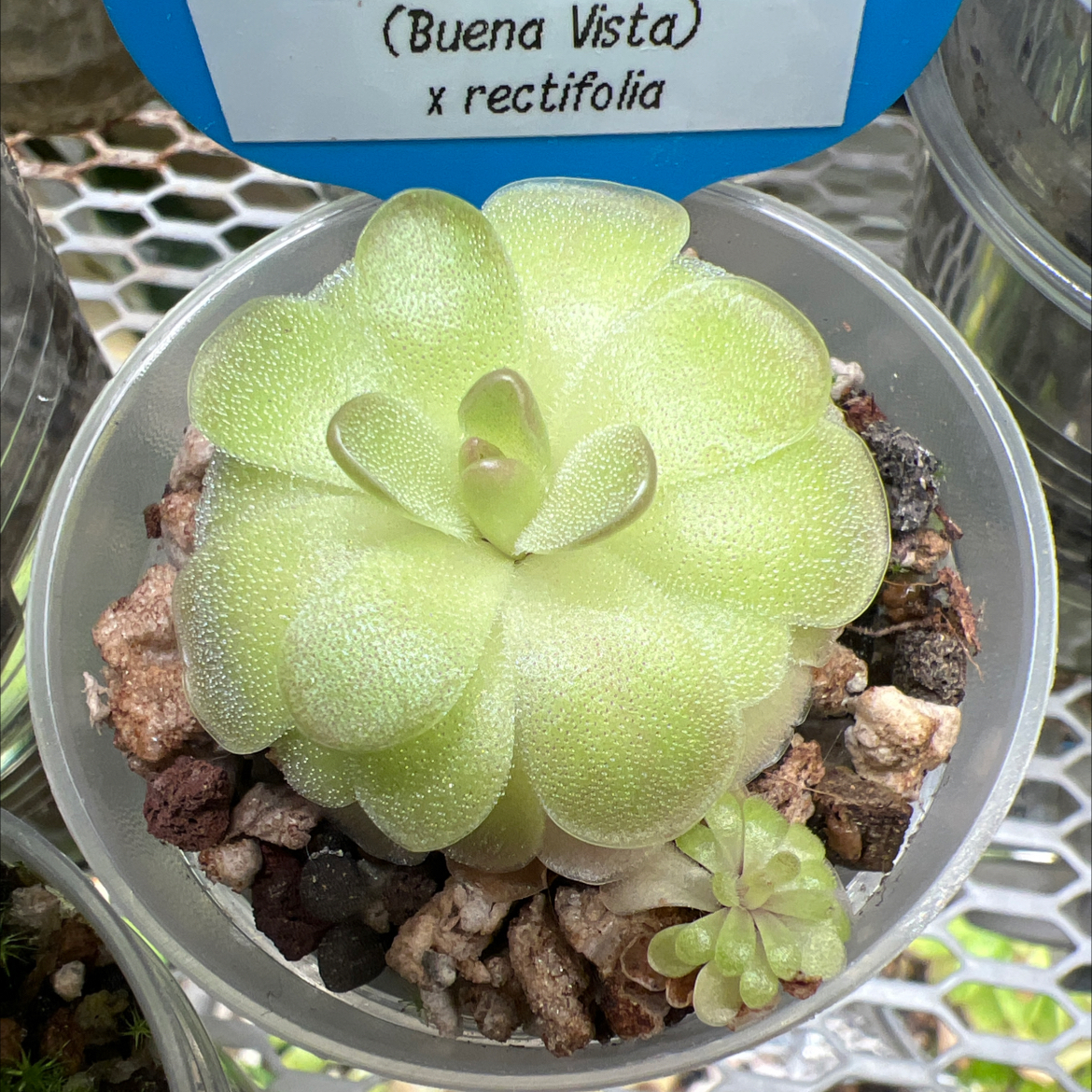 Photo of the plant species Ping by @Lilrunwaymdl named P. SC-21 ehlersiae (Buena Vista) x rectifolia on Greg, the plant care app