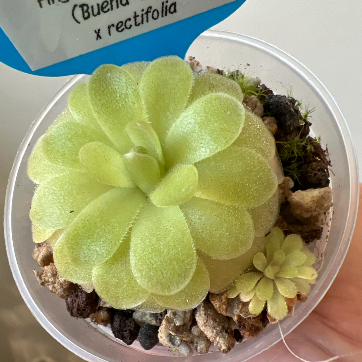 Photo of the plant species Ping by @Lilrunwaymdl named P. SC-21 ehlersiae (Buena Vista) x rectifolia on Greg, the plant care app