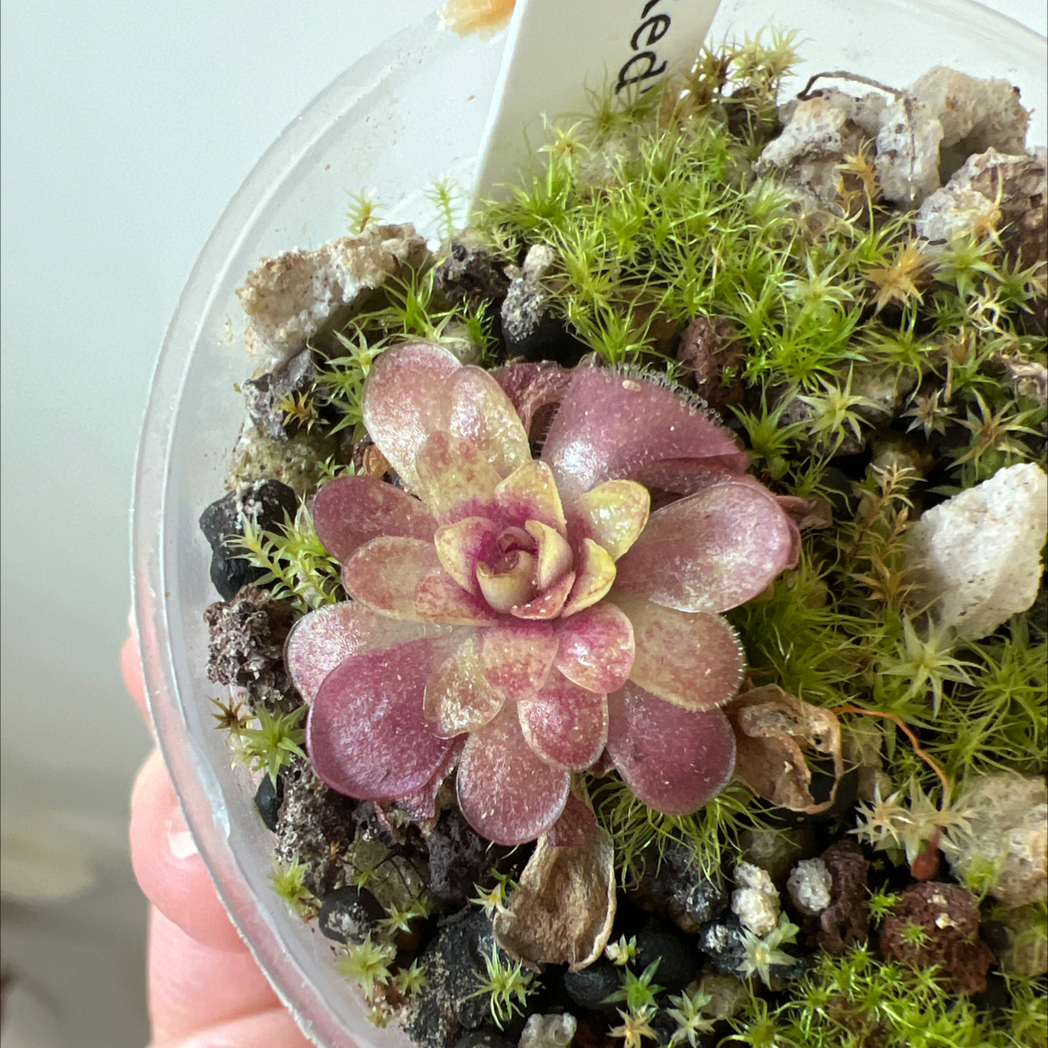 Photo of the plant species pinguicula laueana 'Red' by @Lilrunwaymdl named Pinguicula Laueana “CalCarn Red” on Greg, the plant care app