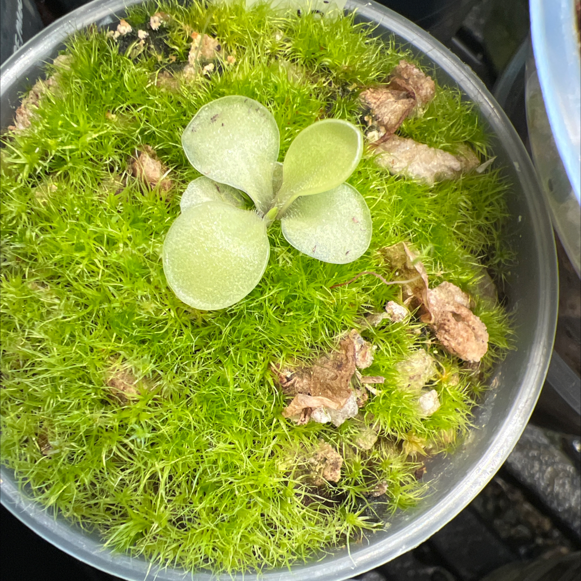 Photo of the plant species Pinguicula emarginata by @Lilrunwaymdl named Emarginata x sp Lautner 92/52 on Greg, the plant care app