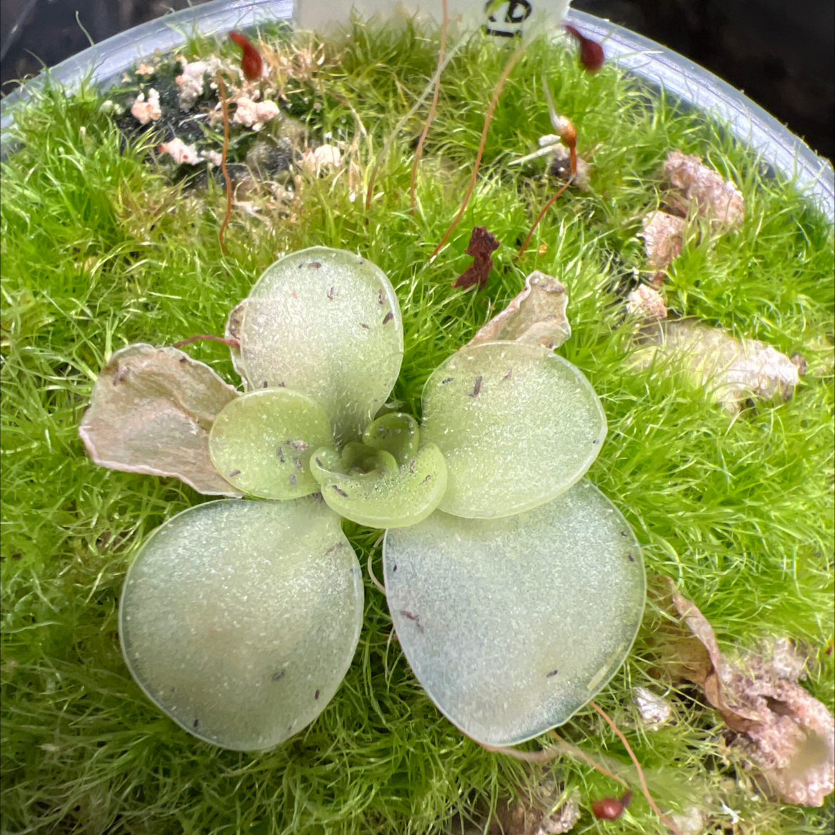 Photo of the plant species Pinguicula emarginata by @Lilrunwaymdl named Emarginata x sp Lautner 92/52 on Greg, the plant care app