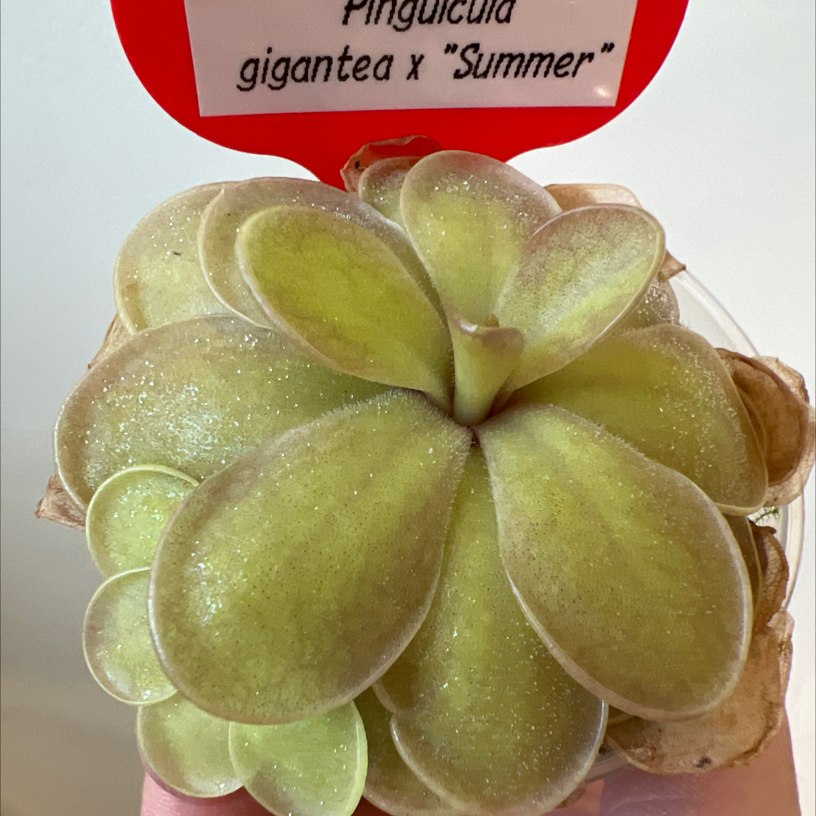 Photo of the plant species Giant Butterwort by @Lilrunwaymdl named SC-27 gigantea x “Summer” on Greg, the plant care app
