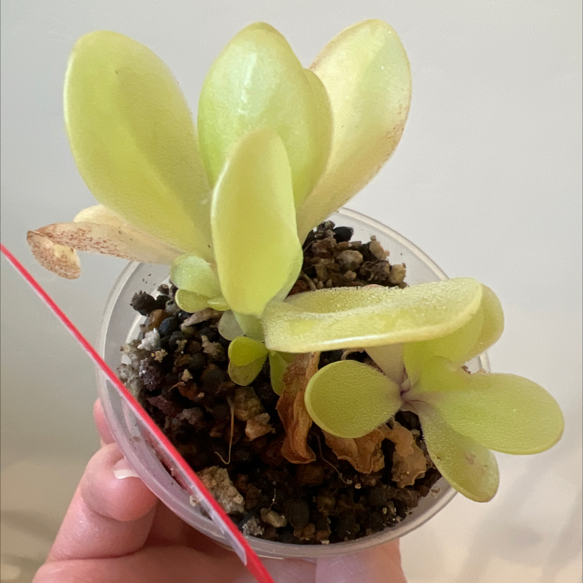 Photo of the plant species Giant Butterwort by @Lilrunwaymdl named SC-231 gigantea x rectifolia on Greg, the plant care app