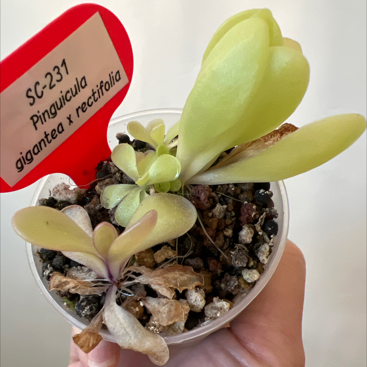Photo of the plant species Giant Butterwort by @Lilrunwaymdl named SC-231 gigantea x rectifolia on Greg, the plant care app