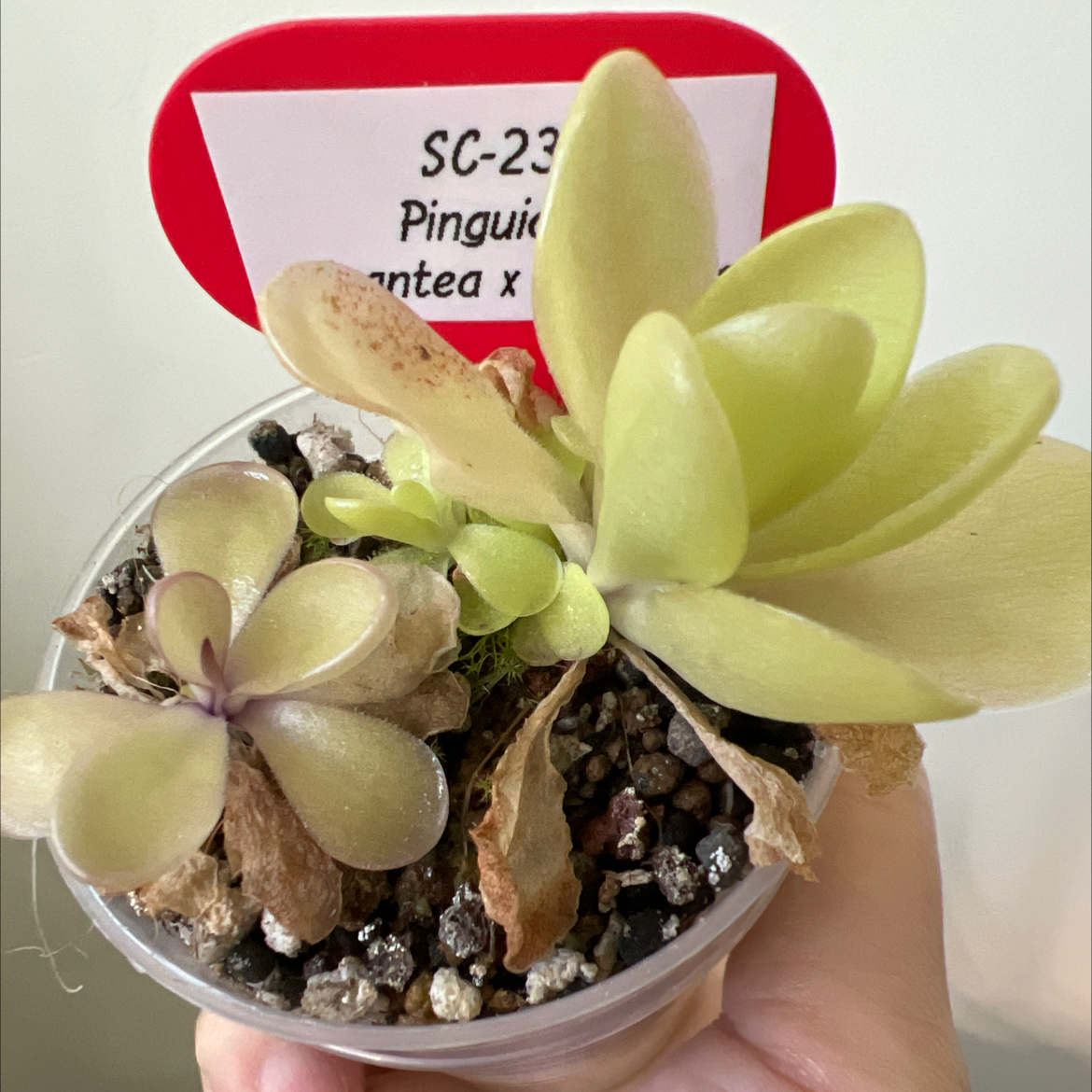 Photo of the plant species Giant Butterwort by @Lilrunwaymdl named SC-231 gigantea x rectifolia on Greg, the plant care app