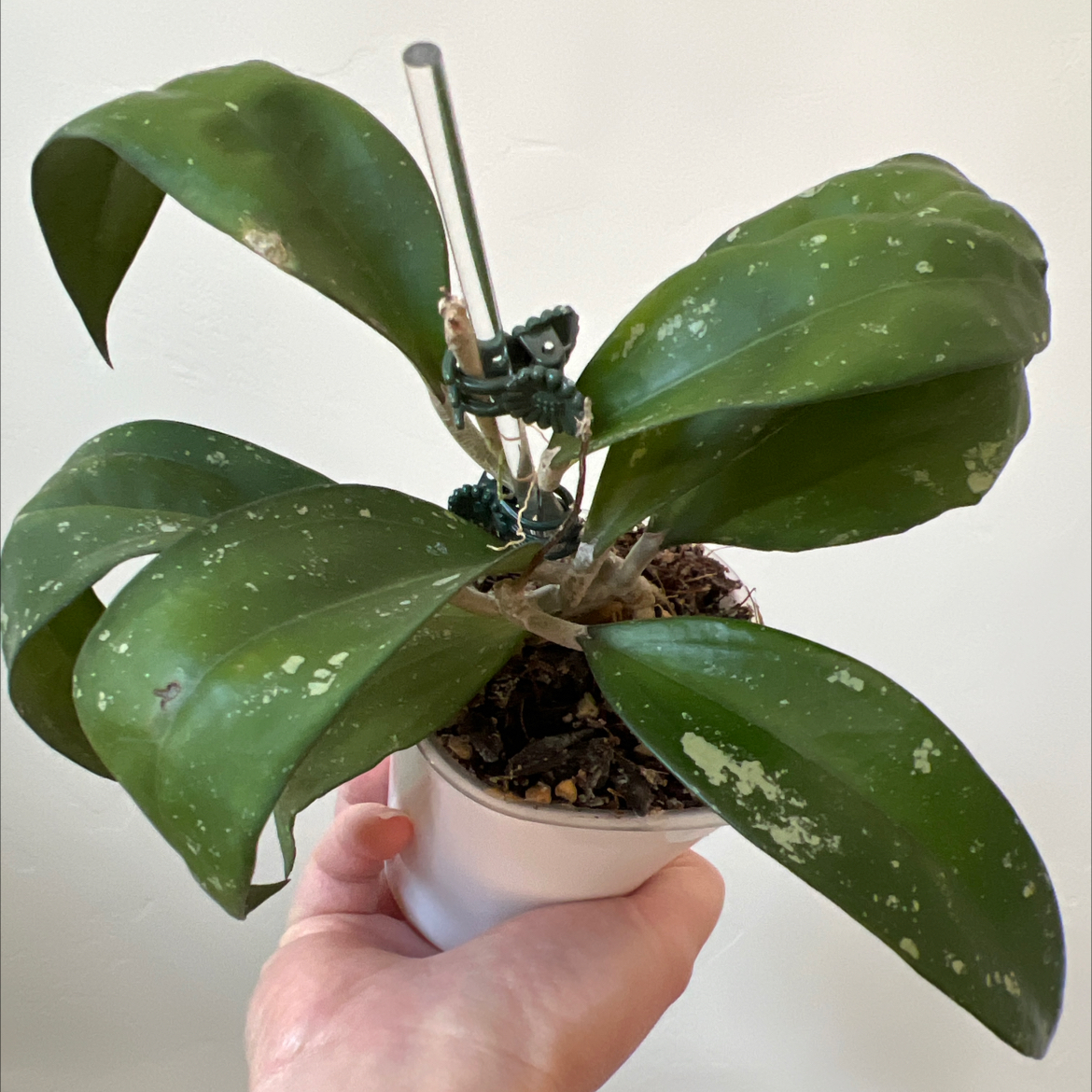 Photo of the plant species Pink Hoya Hanhiae by @Lilrunwaymdl named MV2518 Hanihae Hybrid x UNK on Greg, the plant care app