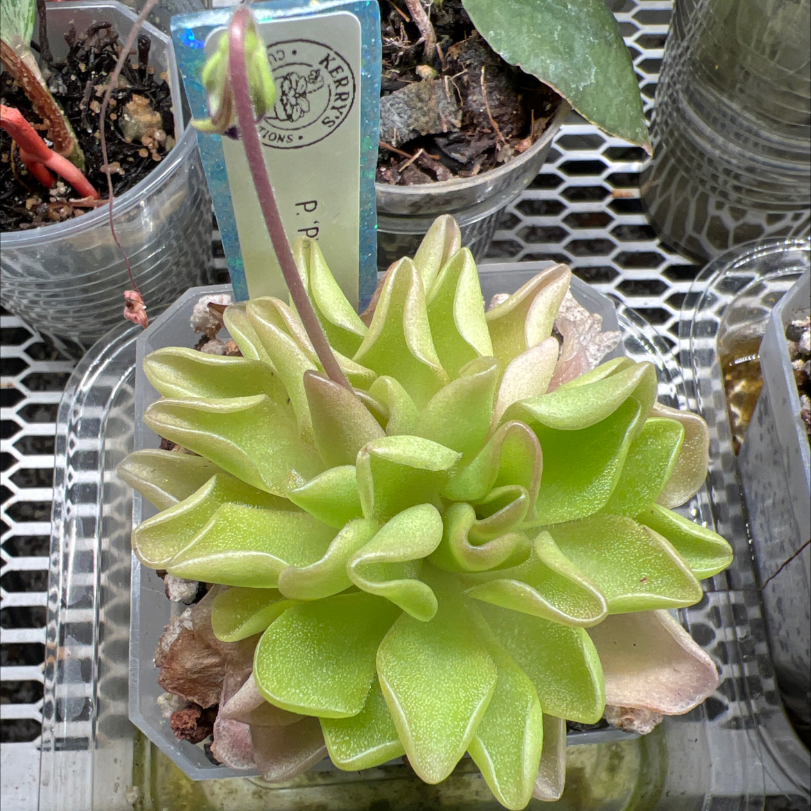 Photo of the plant species Pinguicula Pirouette by @Lilrunwaymdl named Pirouette on Greg, the plant care app